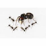 Oogstmier (Messor barbarus)