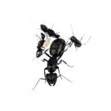 Reuzenmier (Camponotus sp)