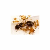 Groothoofdmier (Pheidole sp)