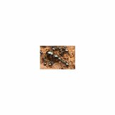 Renmier (Formica fusca)