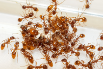 Rode steekmier (Myrmica rubra)