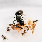 Zwarte zaadmier (Tetramorium caespitum)