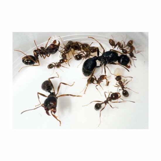 Mierenboerderij mierenkolonie harvester ants 60+ majors
