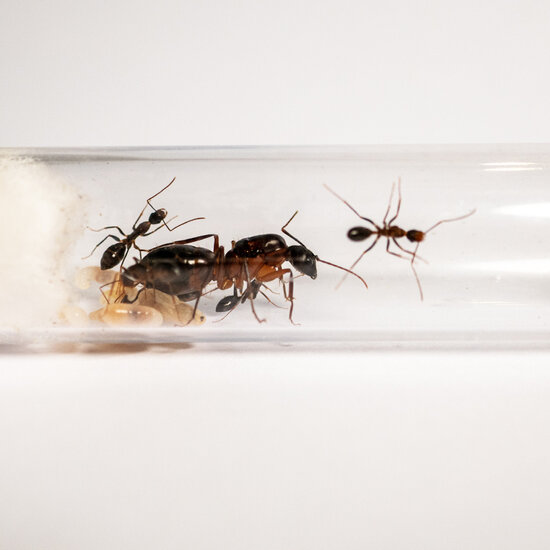 Camponotus barbaricus in test tube reageerbuis mierenkolonie