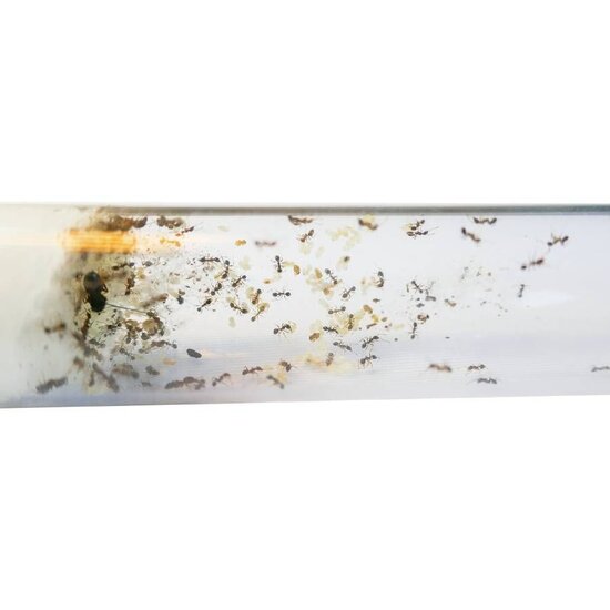 Pheidole mierenkolonie 5-15 werksters in reageerbuis