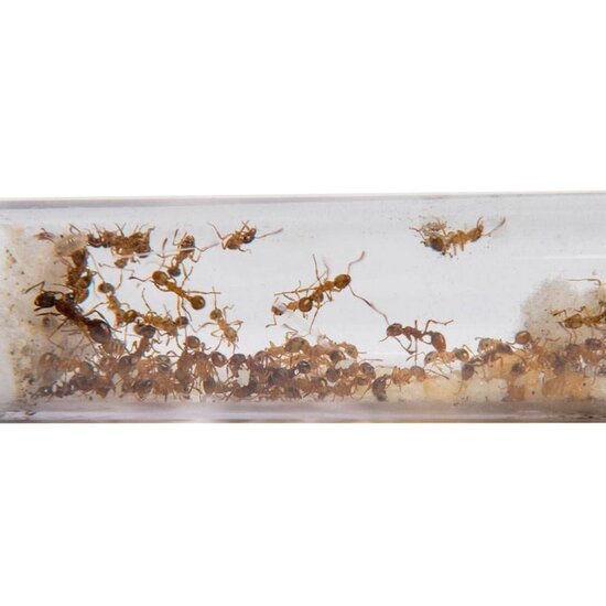 Fire ant in testtube mierenkolonie
