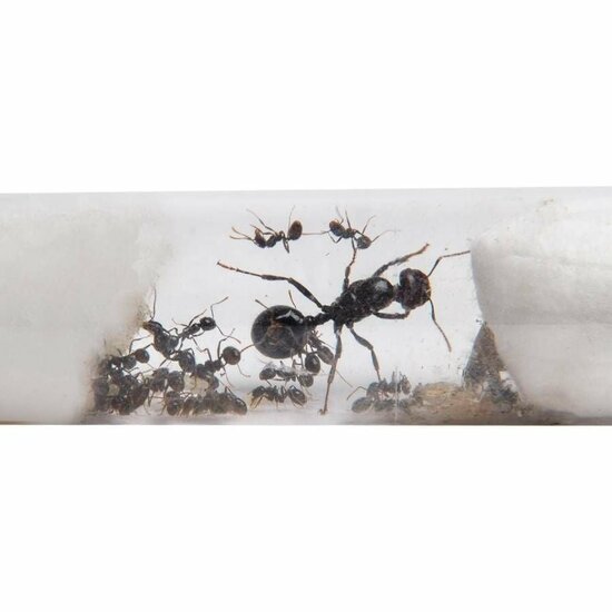 Messor harvester ants in testtube