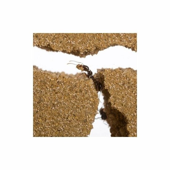 Mierenboerderij zand T-Farm close-up mieren
