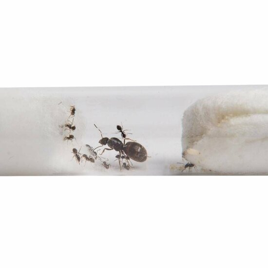 Lasius niger 5 tot 10 werksters kolonie zwarte wegmier