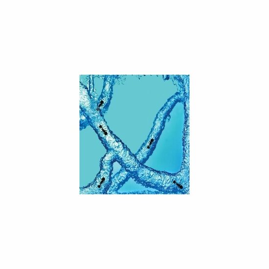 Antquarium mieren in blauwe gel closeup