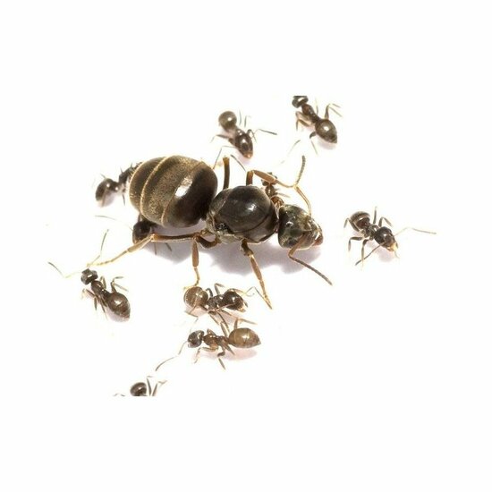 Lasius niger 10+ werksters zwarte wegmieren kolonie