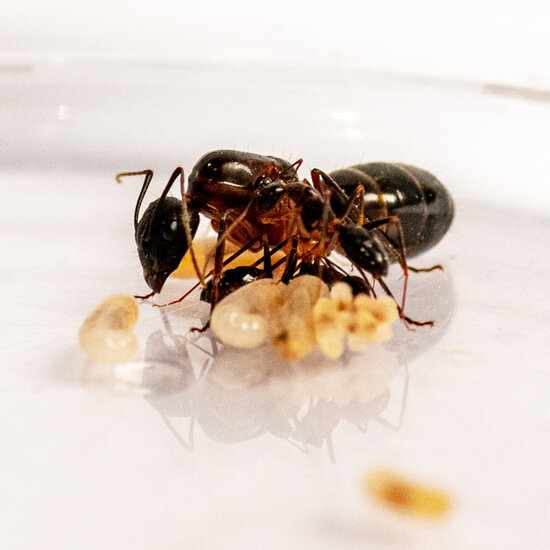 Camponotus barbaricus kolnoie met 2-5 werksters