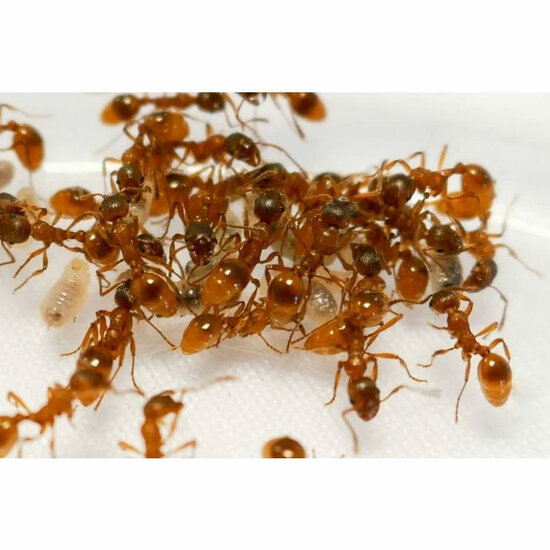 Myrmica rubra european fire ant