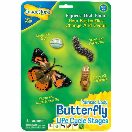 Vlinder levenscyclus