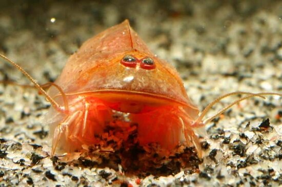 Triops Cancriformis Beni Kabuto eitjes capsule