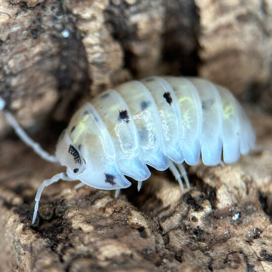 Isopod Armadillidium Vulgare &quot;Magic Potion&quot;