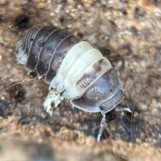 Isopod Cubaris spec. &ldquo;Panda King&rdquo;