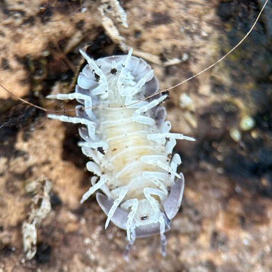 Isopod Cubaris spec. &ldquo;Panda King&rdquo;