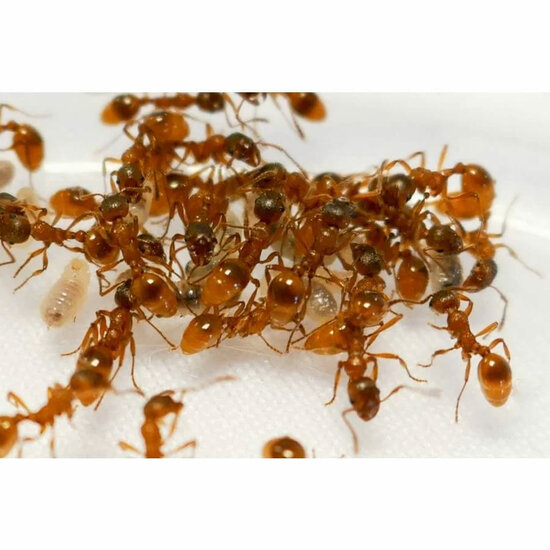 Myrmica rubra rode steekmieren kolonie