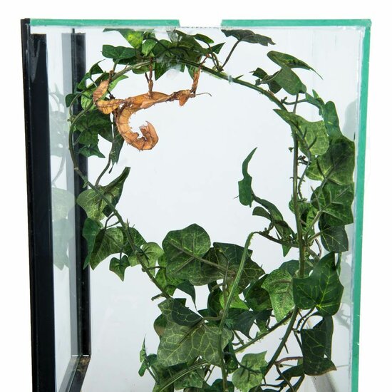 Insecten Terrarium 