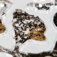 Mierenboerderij acryl met mieren closeup