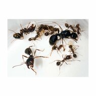 Messor 90+ kolonie, oogstmieren, harvester ant colony