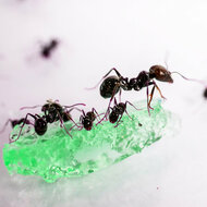 mierenfamilie voor gel mierenboerderij