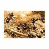 Mierenfamilie oogstmieren