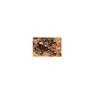 Formica fusca running ant
