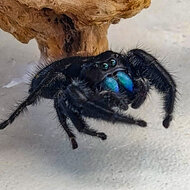Jumping Spider Ometepe met blauwe gloed