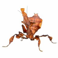 Ghost mantis bidsprinkhaan Phyllocrania paradoxa