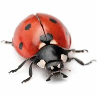 Lieveheersbeestje lady bug