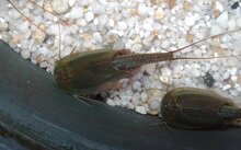 Triops Australiensis eitjes capsule