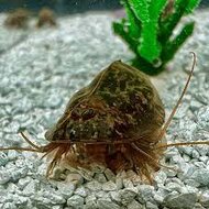 Triops Newberryi eitjes capsule