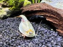 Triops Longicaudatus eitjes capsule