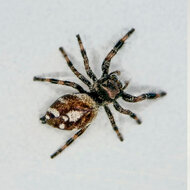 Springspin - Phidippus regius &quot;White&quot; Bahama