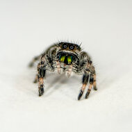 Springspin - Phidippus regius &quot;White&quot; Bahama