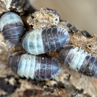 Isopod Cubaris spec. &ldquo;Panda King&rdquo;