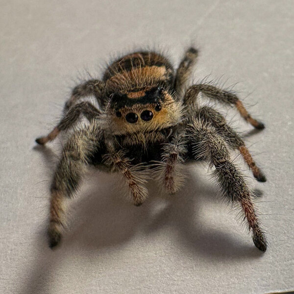 Springspin - Phidippus regius Everglades