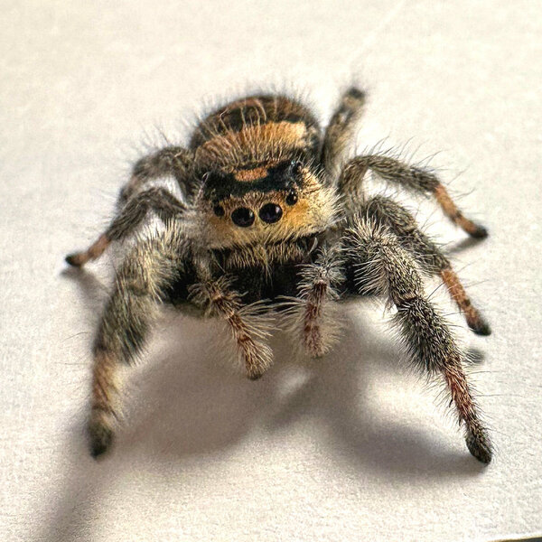 Springspin - Phidippus regius Everglades