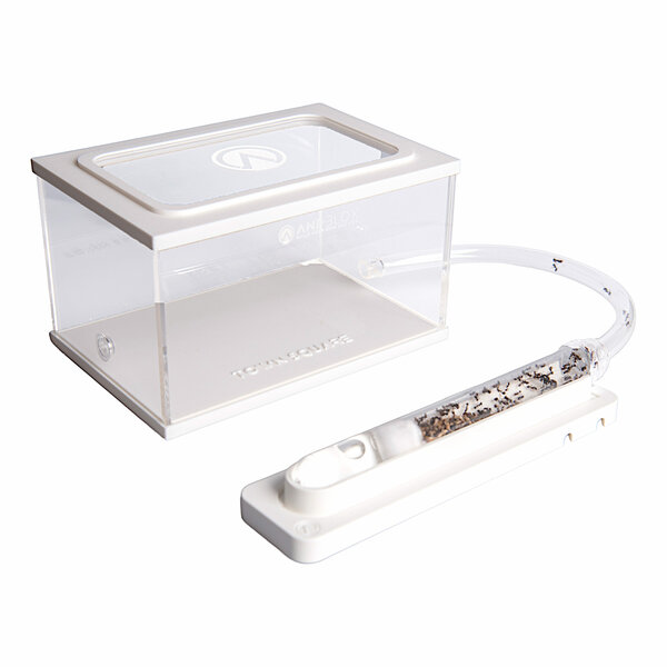 Mierenboerderij startset, kweek je eigen mierenkolonie