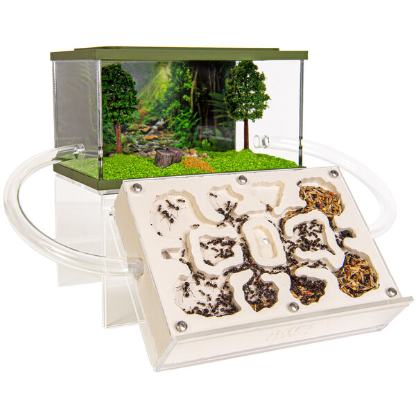 Mierenboerderij gips oogstmieren complete set (Messor barbarus)