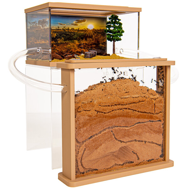 Mierenboerderij zand oogstmieren complete set (Messor barbarus)