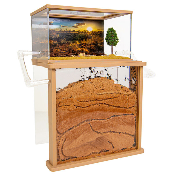 Premium Messor Zand Set 200+ oogstmieren (Messor barbarus)